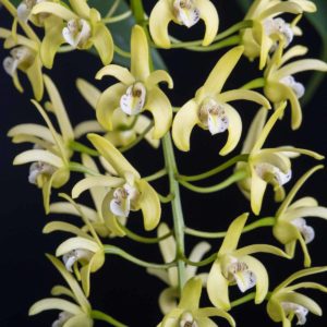 Dendrobium Gracilimum Orchid Image