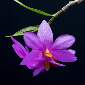 Dendrobium Le Papillon Rose