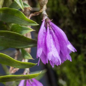 Dendrobium limpidum