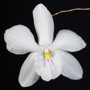 Dendrobium papilio