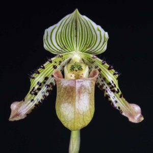 Paphiopedilum argus