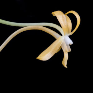 Vanda Neofinetia falcata yellow