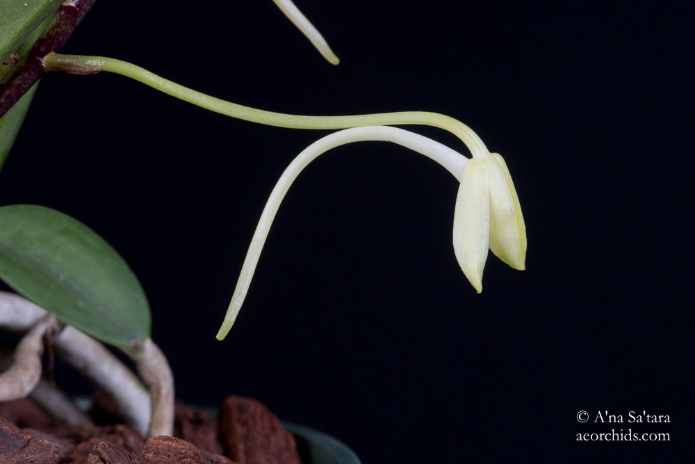 Vanda Neofinetia falcata yellow