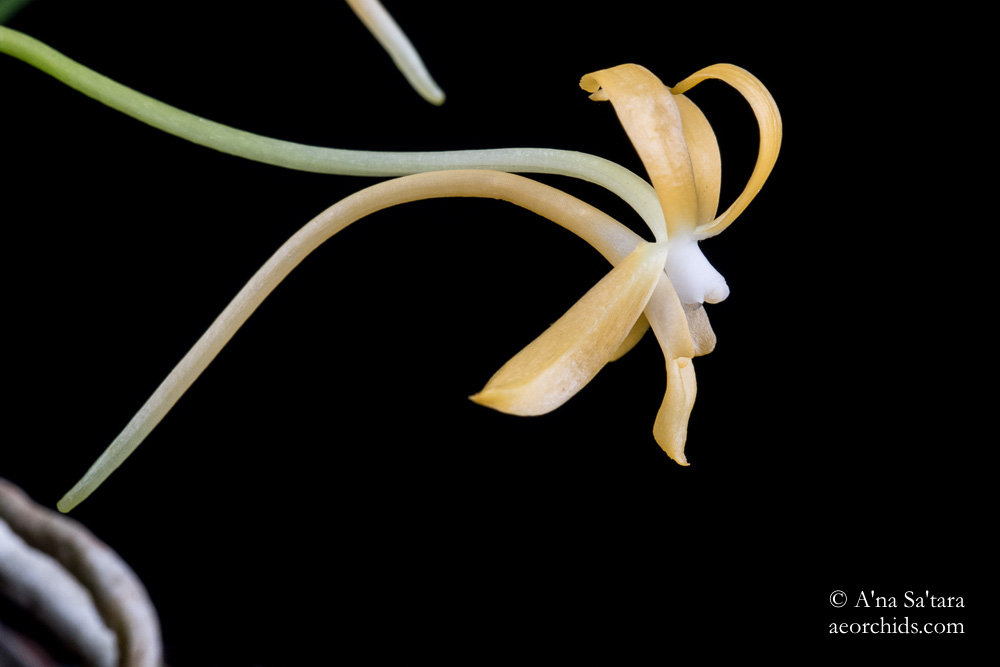 Vanda (Neofinetia) falcata yellow