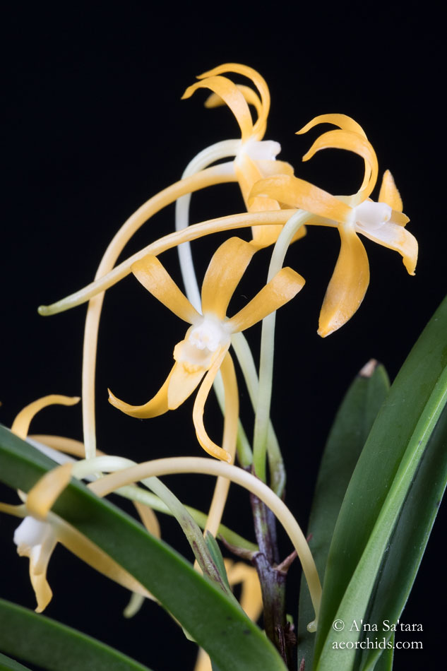 Vanda (Neofinetia) falcata yellow