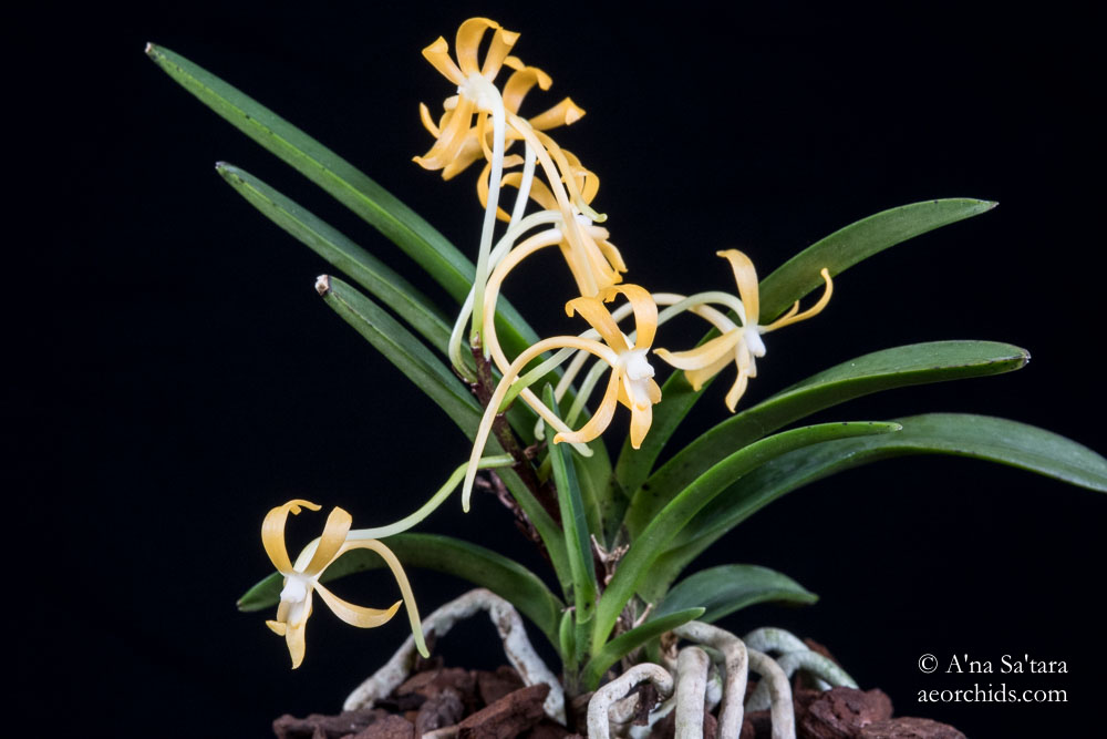 Vanda (Neofinetia) falcata yellow