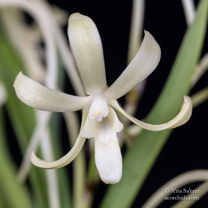 Vanda (Neofinetia) falcata 'Yellow Dragon'