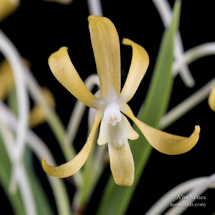 Vanda (Neofinetia) falcata 'Yellow Dragon'