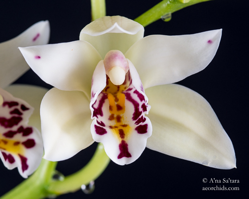 Cymbidium orchid taxonomy