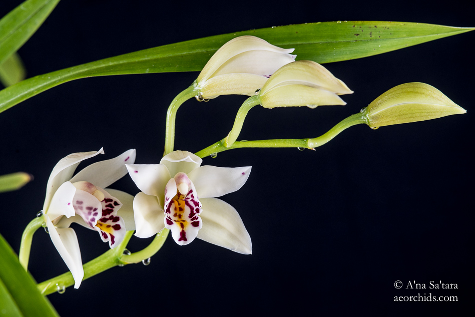 Cymbidium sanderae orchid taxonomy