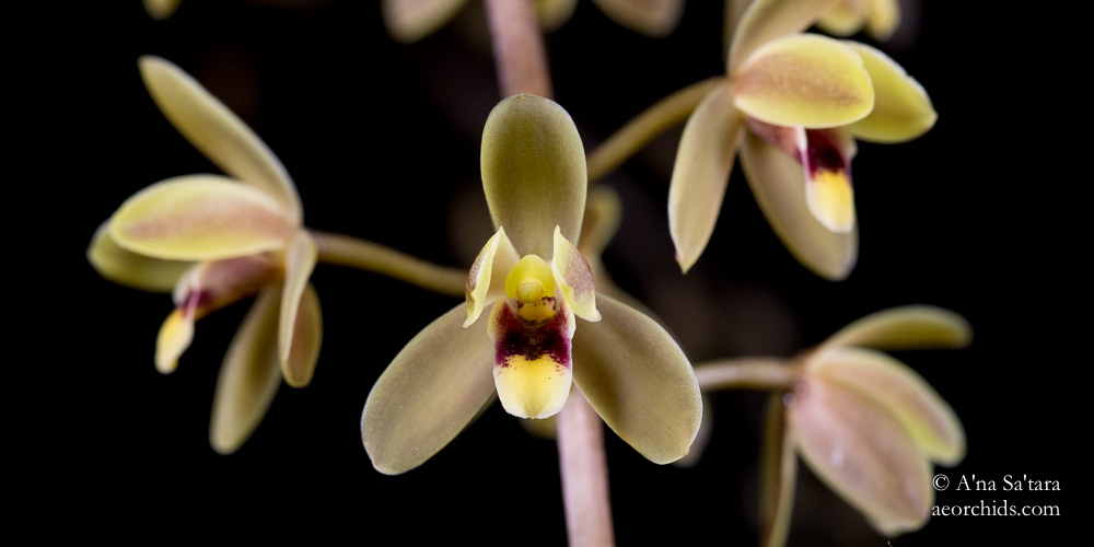 Cymbidium Kuranda 'Arthur Dawson' HCC/AOS