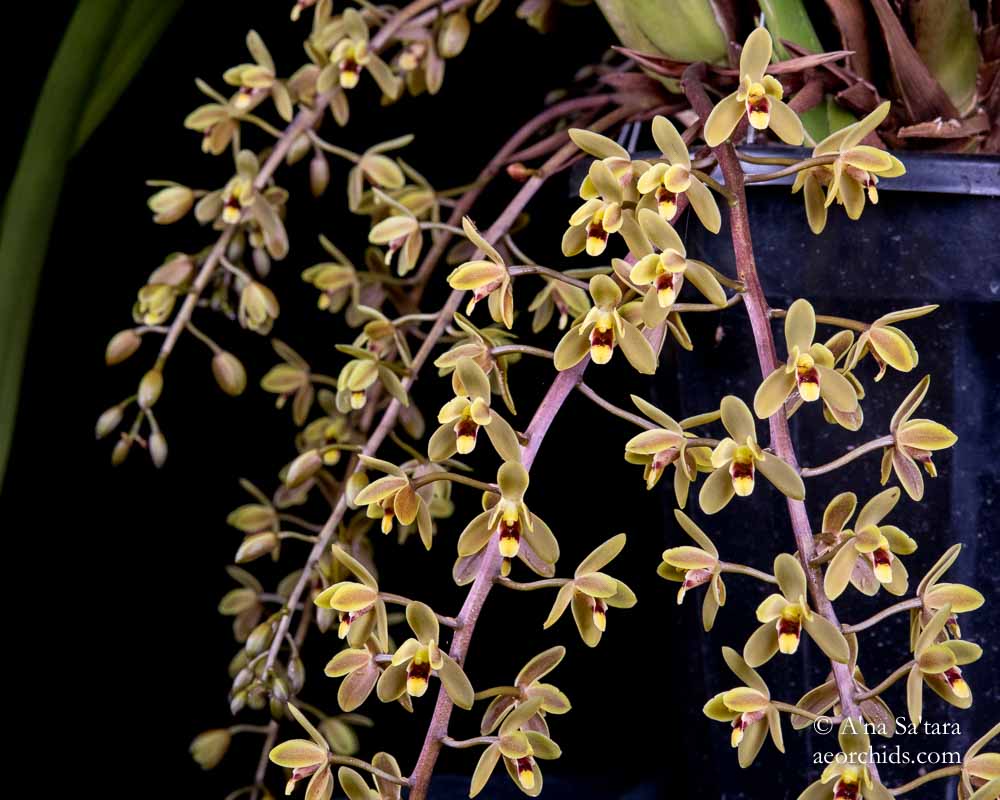 Cymbidium Kuranda 'Arthur Dawson' HCC/AOS