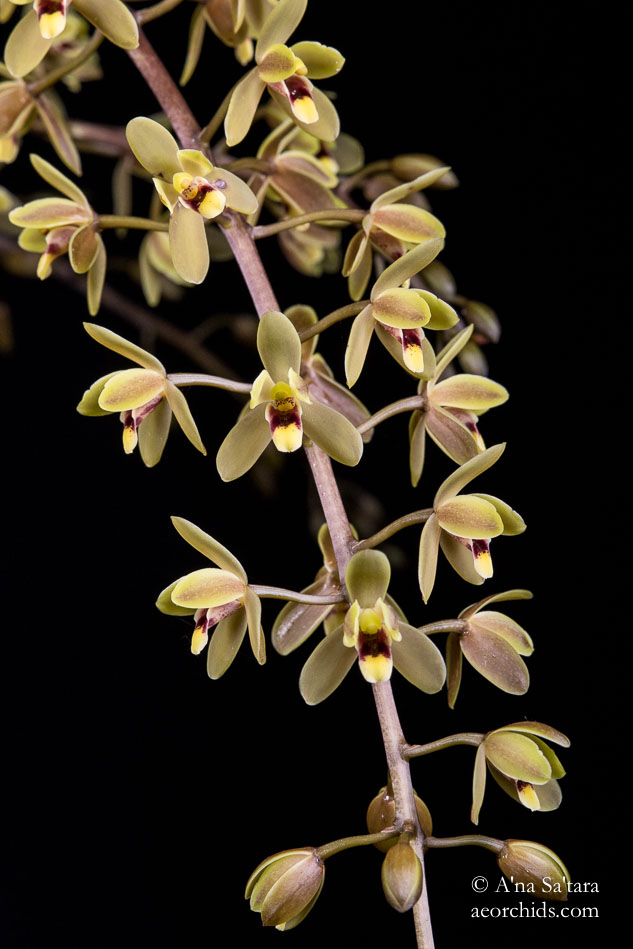 Cymbidium Kuranda 'Arthur Dawson' HCC/AOS