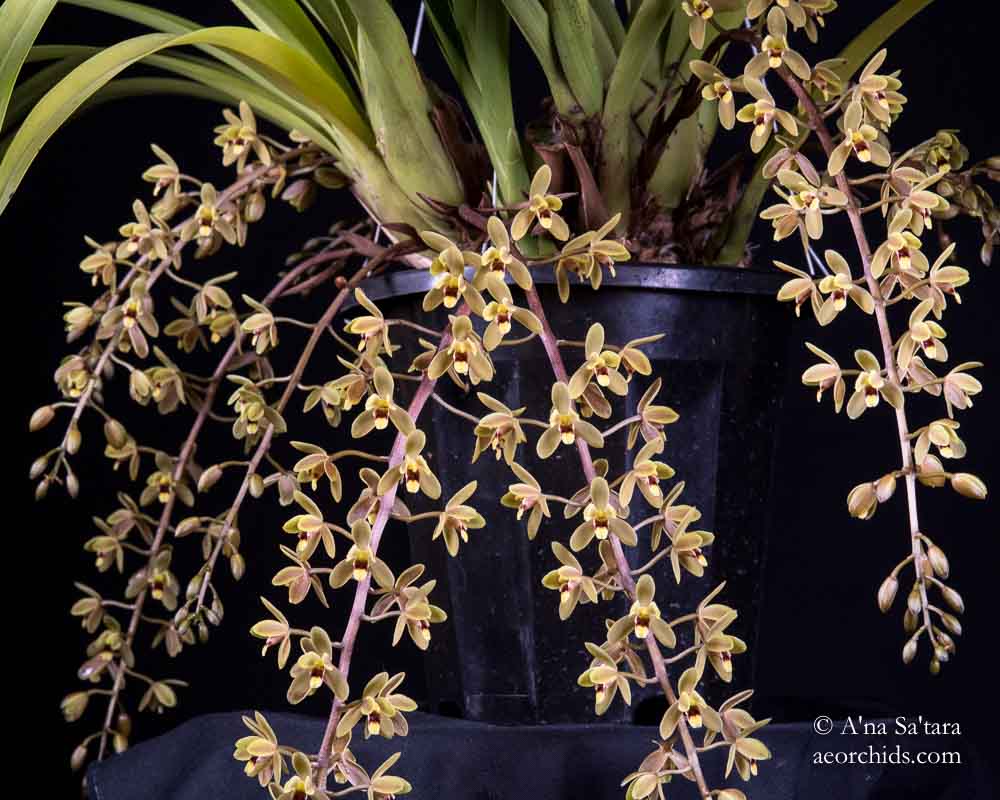 Cymbidium Kuranda 'Arthur Dawson' HCC/AOS
