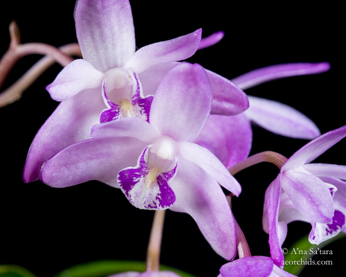 Dendrobium orchid taxonomy