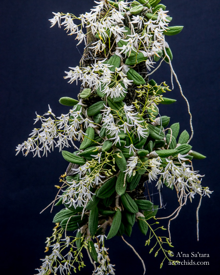 Dockrillia orchid taxonomy