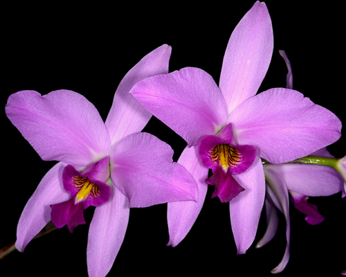 Laelia anceps orchid taxonomy