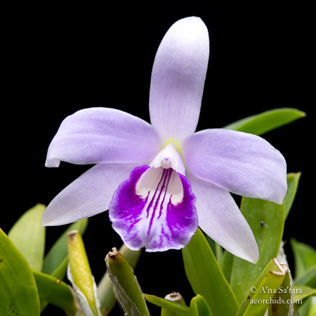 Laelia Cattleya orchid taxonomy