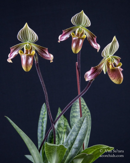 Paphiopedilum orchid species taxonomy