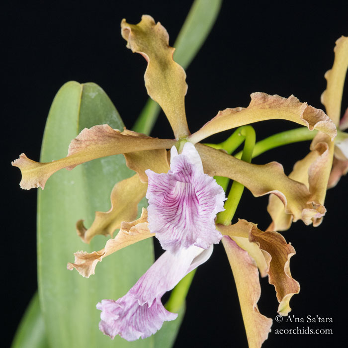 Laelia (Cattleya) grandis