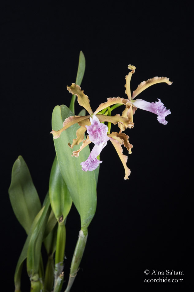 Laelia (Cattleya) grandis