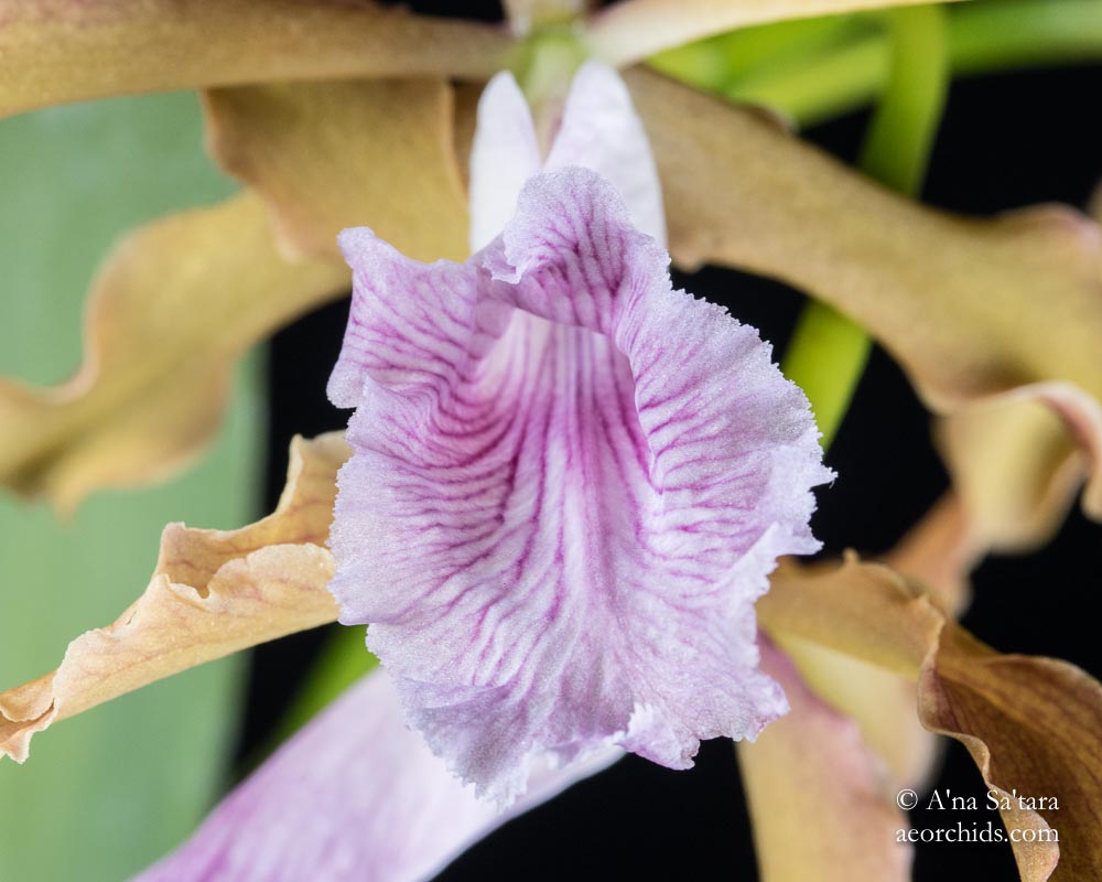 Laelia (Cattleya) grandis