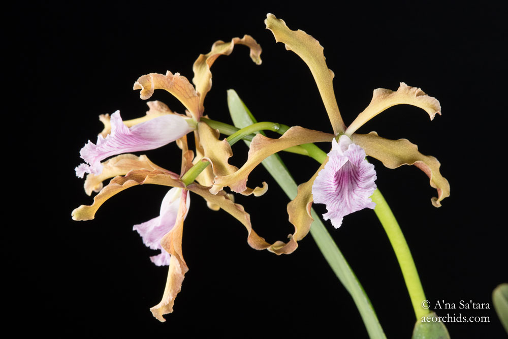 Laelia (Cattleya) grandis