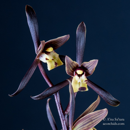 Orchid Culture