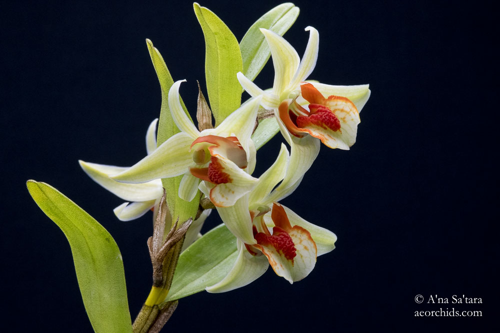 Dendrobium cruentum