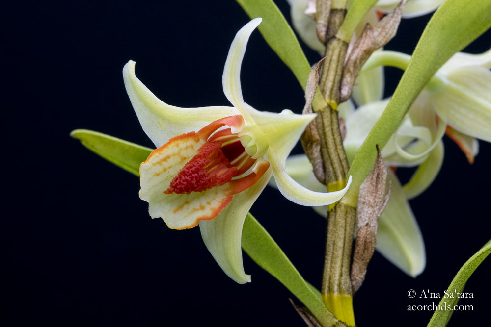 Dendrobium cruentum