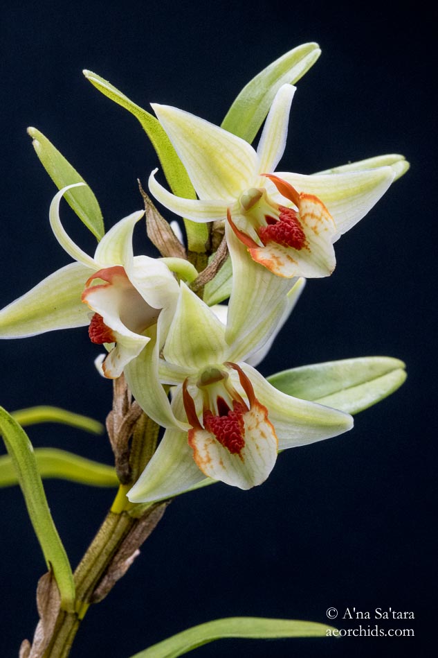 Dendrobium cruentum