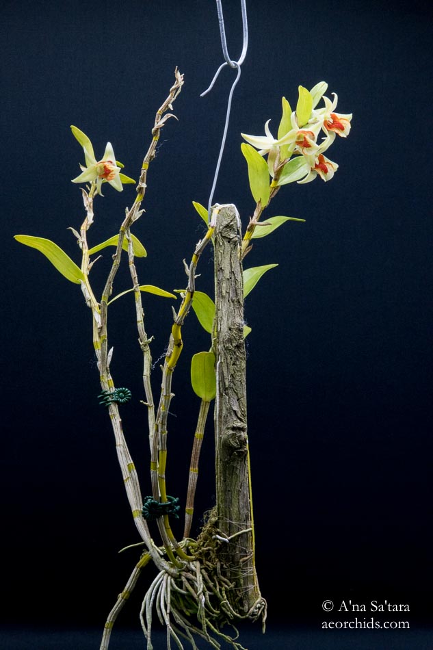 Dendrobium cruentum