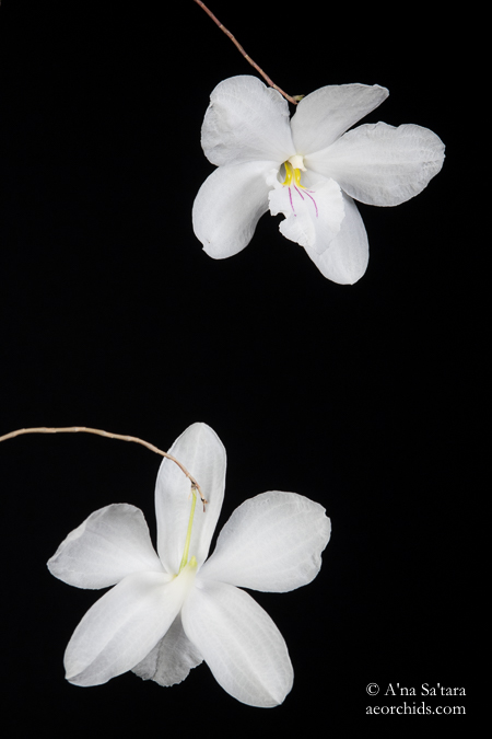 Orchid Culture