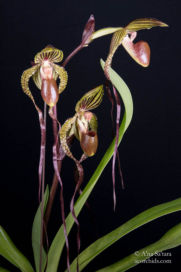 Paphiopedilum Crowning Glory