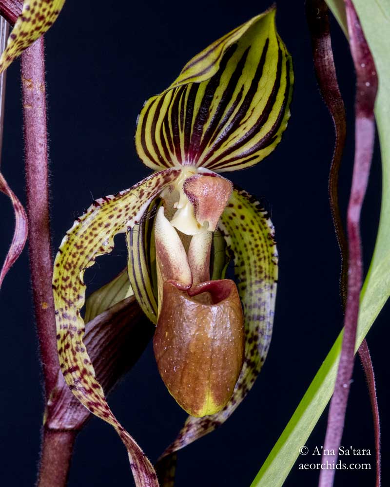 Paphiopedilum Crowning Glory