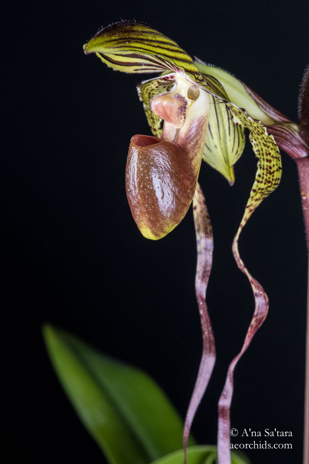 Paphiopedilum Crowning Glory