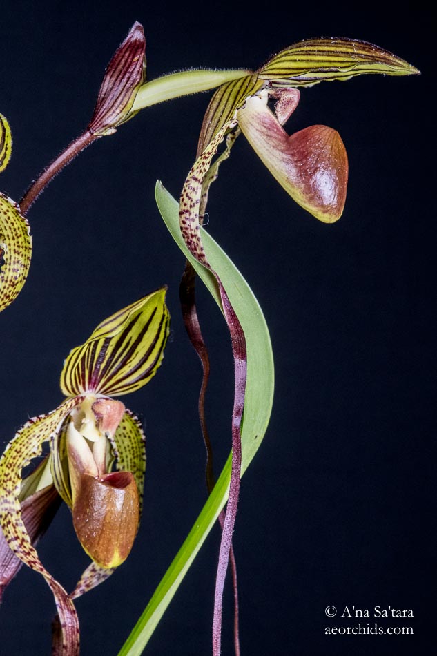 Paphiopedilum Crowning Glory