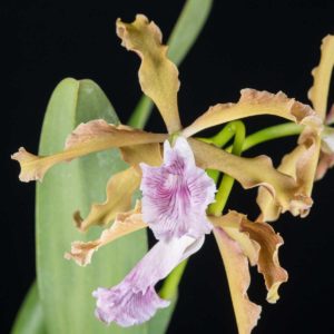 Cattleya Laelia grandis