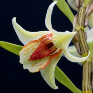 Dendrobium cruentum