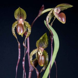 Paphiopedilum Crowning Glory