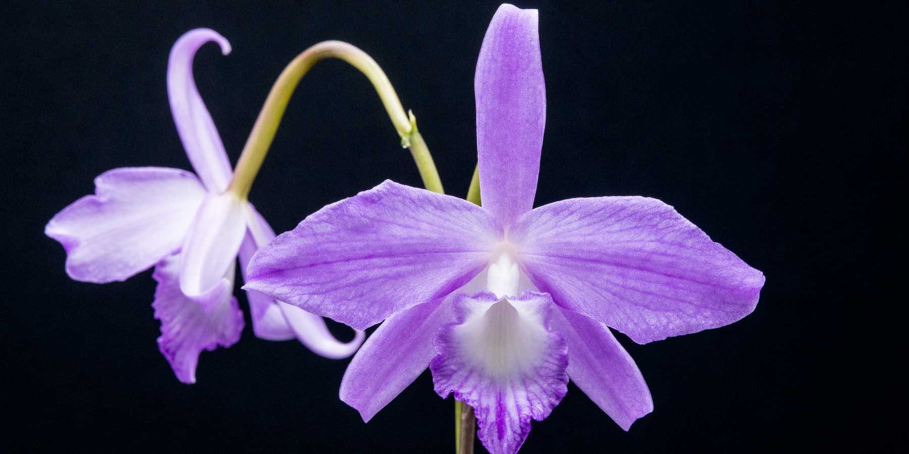 Brazilian Laelia & Cattleya Alliance