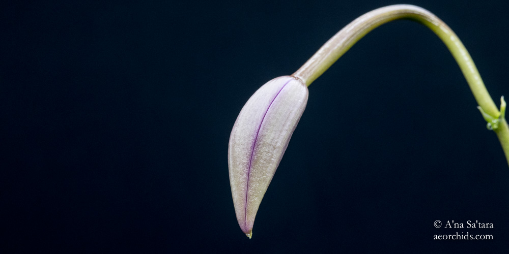 Laelia (Cattleya) fidelensis