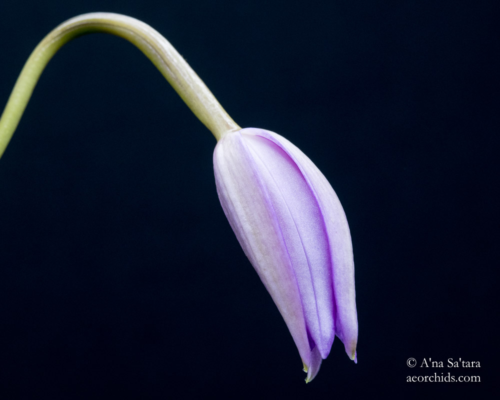 Laelia (Cattleya) fidelensis