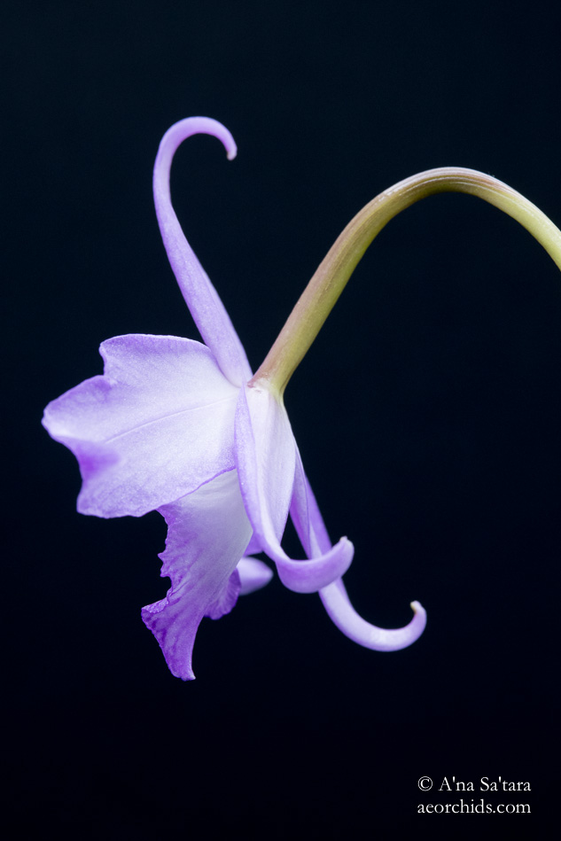 Laelia (Cattleya) fidelensis