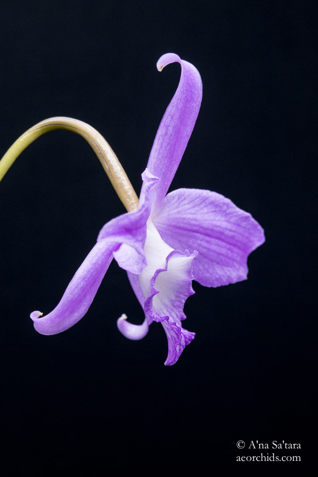 Laelia (Cattleya) fidelensis