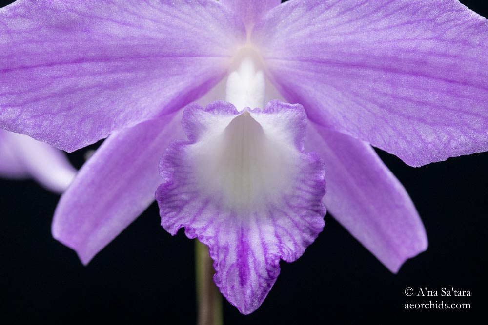 Laelia (Cattleya) fidelensis