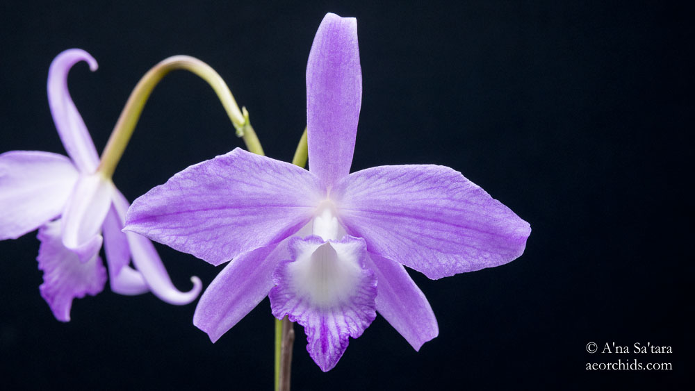 Laelia (Cattleya) fidelensis