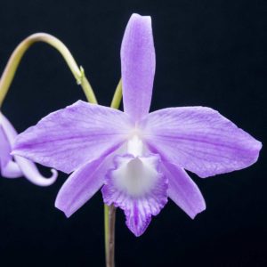 Laelia (Cattleya) fidelensis