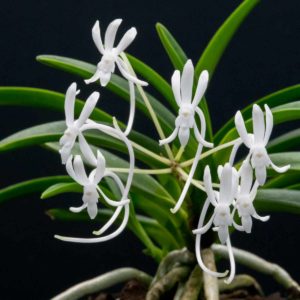 Vanda (Neofinetia) falcata 'Amami Island Hiroba'