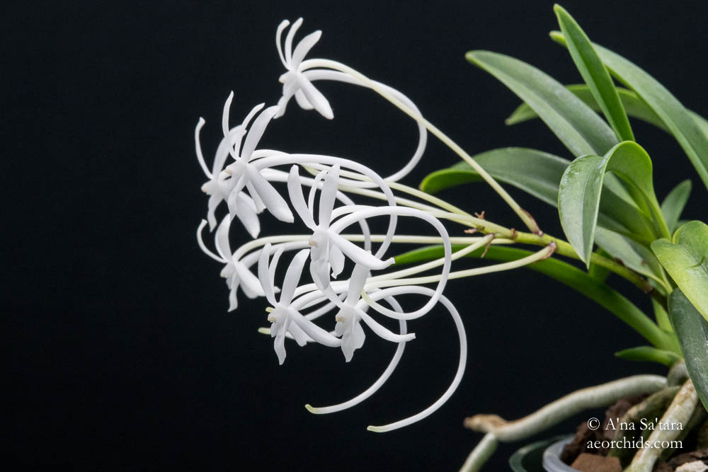 Vanda (Neofinetia) falcata 'Amami Island Hiroba'